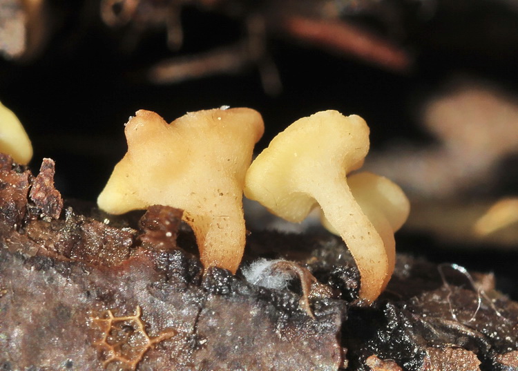 Bisporella  citrina?